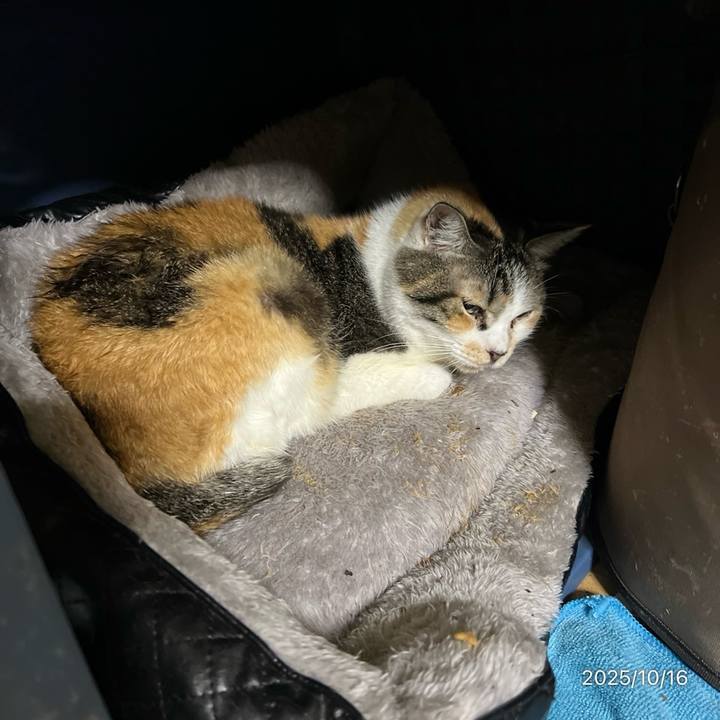 E116427e 8cd8 488d 81ea 2efdb96d5a30 1760565652987