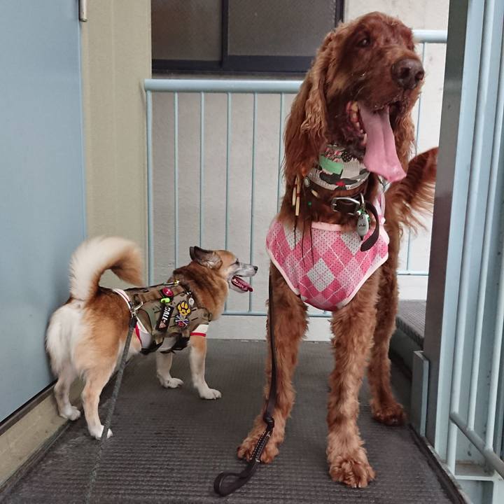 E11ad6d9 276a 4e2a b7ac cc3062da5435 1561275152463