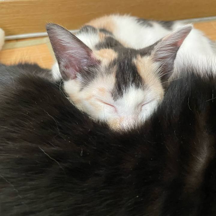 E11b235d 0980 4fcb a394 8ac5c2110596 1659131855576