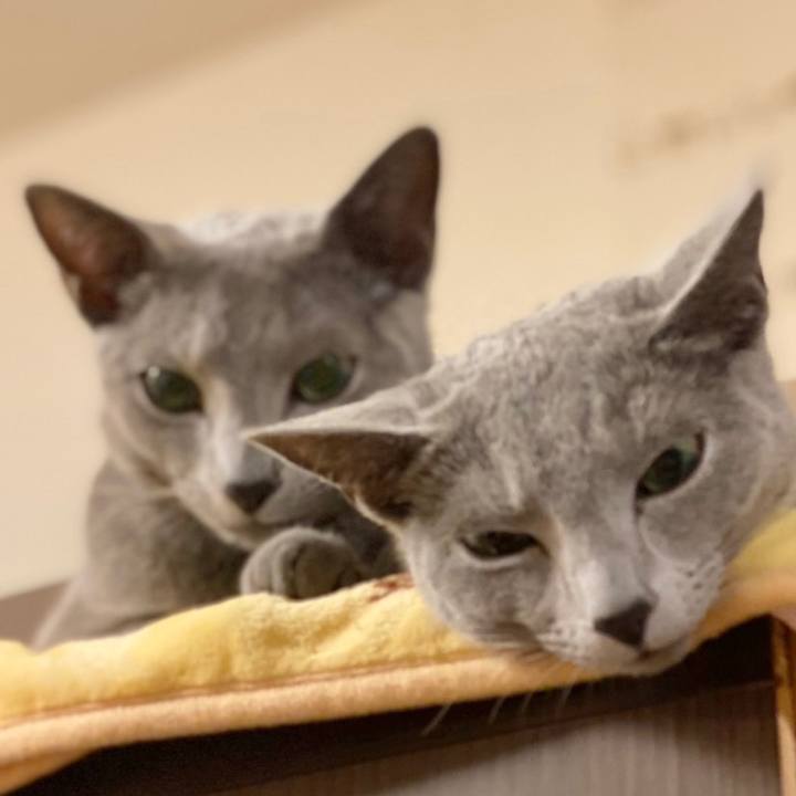 E11b2684 5cd1 4e50 b035 22521480889a 1617280420860