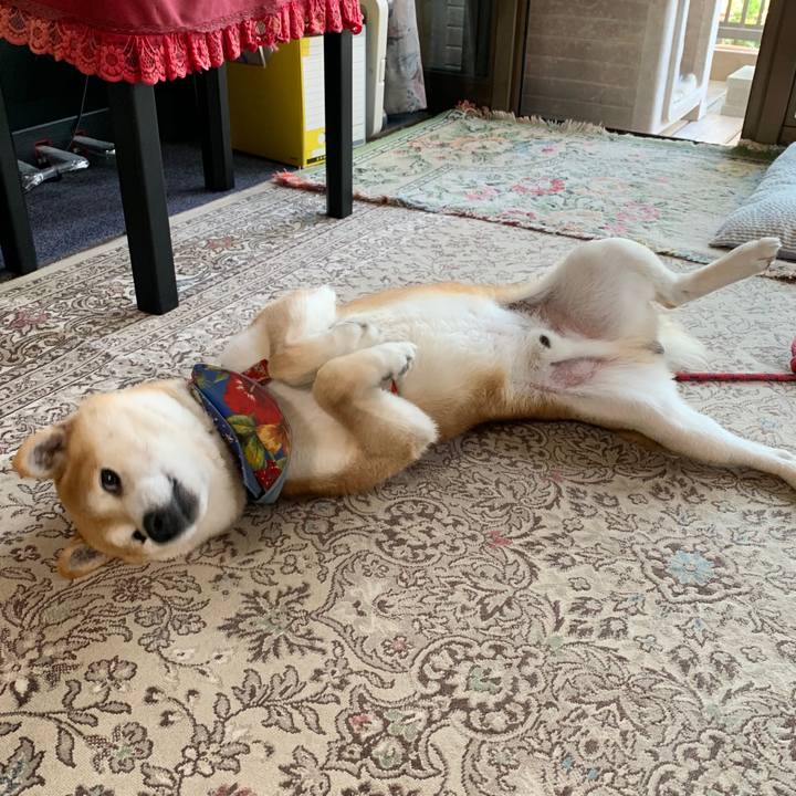 E11b95f8 f6c0 421b 999f fe6c173a69a4 1589451897252