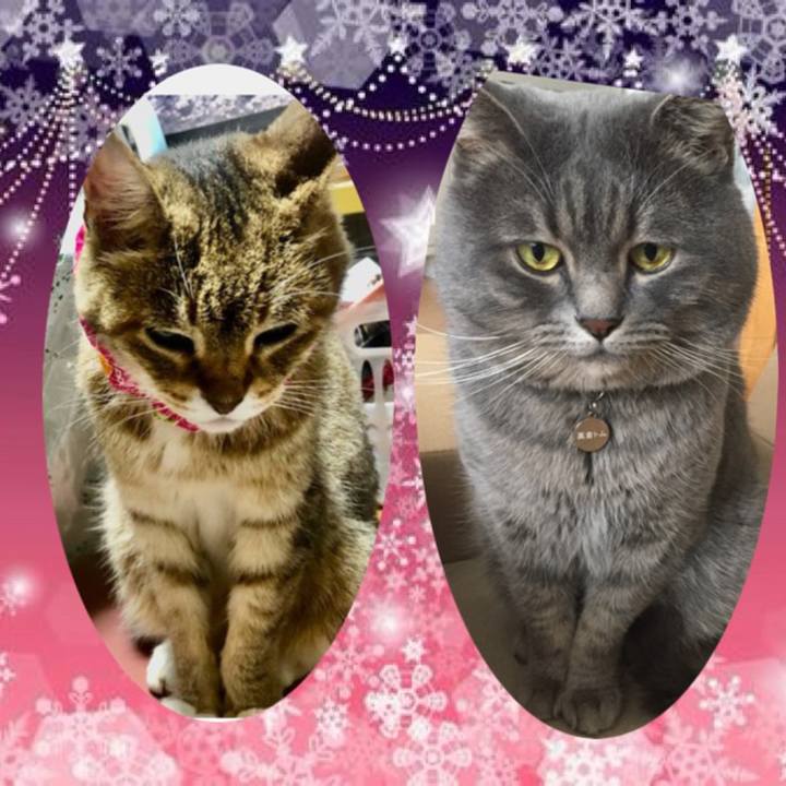 E11f9a39 86d0 4647 af91 0dd498ff7c10 1671927274592