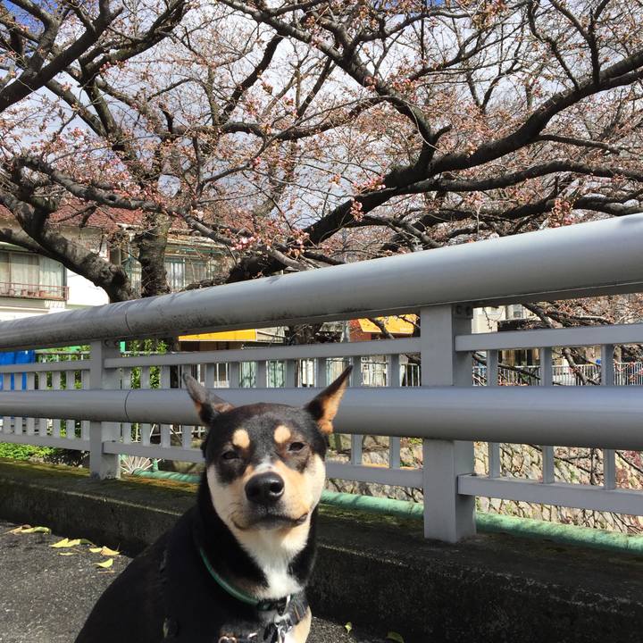 E1243992 0716 4a0c b5d0 2ba7ed37d4bf 1521687697950