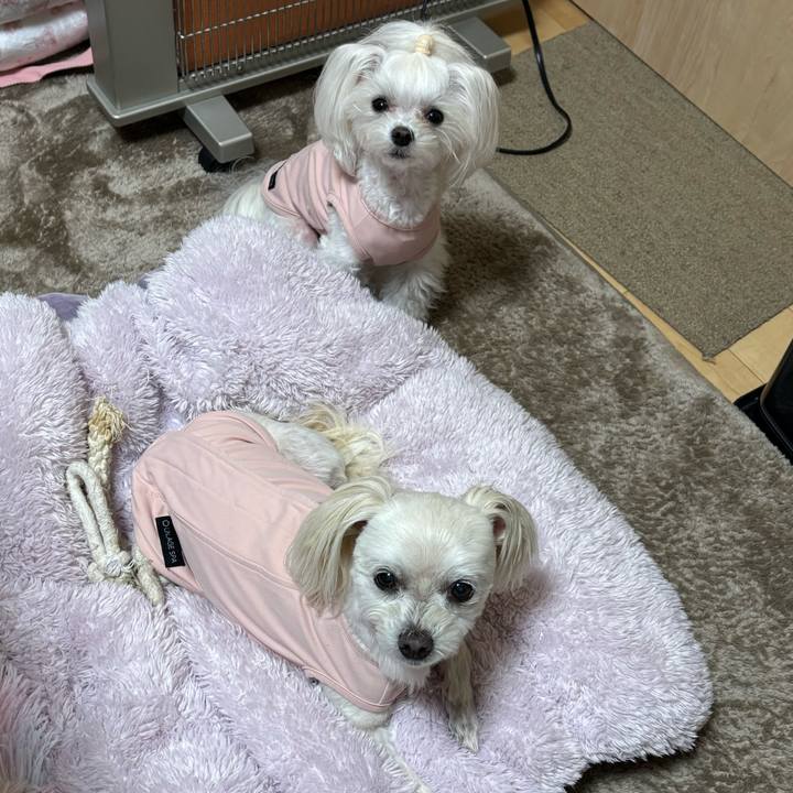 E1247626 8258 453d bf68 9b7acee48fd7 1767081845103