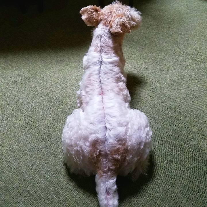 E1247f76 26d5 41fb 82de 218cb560025f 1509632446270