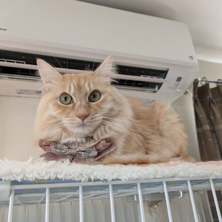 E1258cdc 5a2c 41ec 97c5 7e97ce61f7be 1735695736522