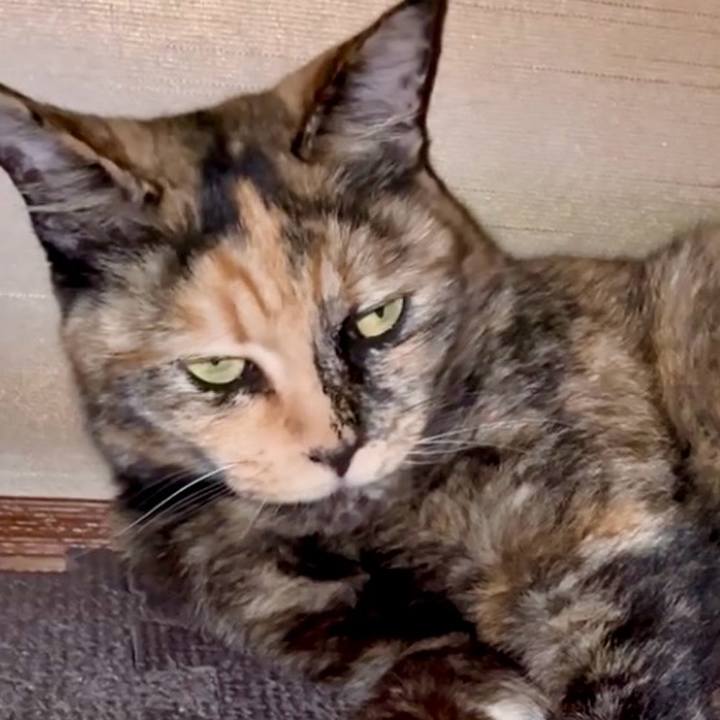 E12696a4 26c9 4cae 9da7 2bd4c712bd5a 1751144636568