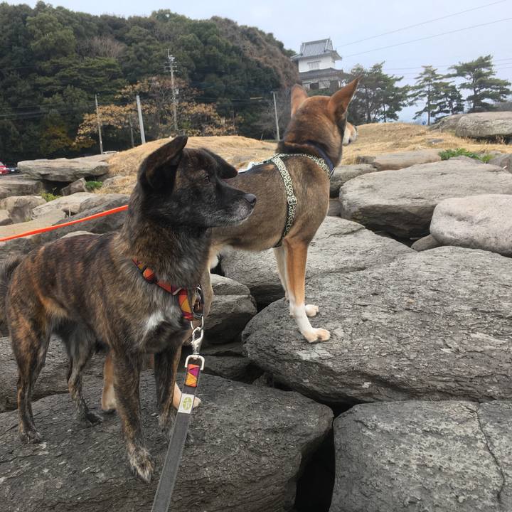 E12cca22 4937 4cd9 a345 2bfb640fcfd4 1515244370577