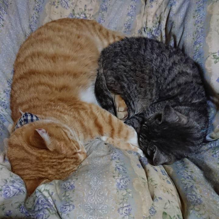 E12e9811 4477 4b00 b920 5f9d522cbc33 1573304285578