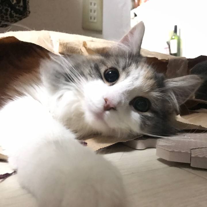 E132c88d 31e3 4122 aae5 9c9a1d16e265 1514136717962