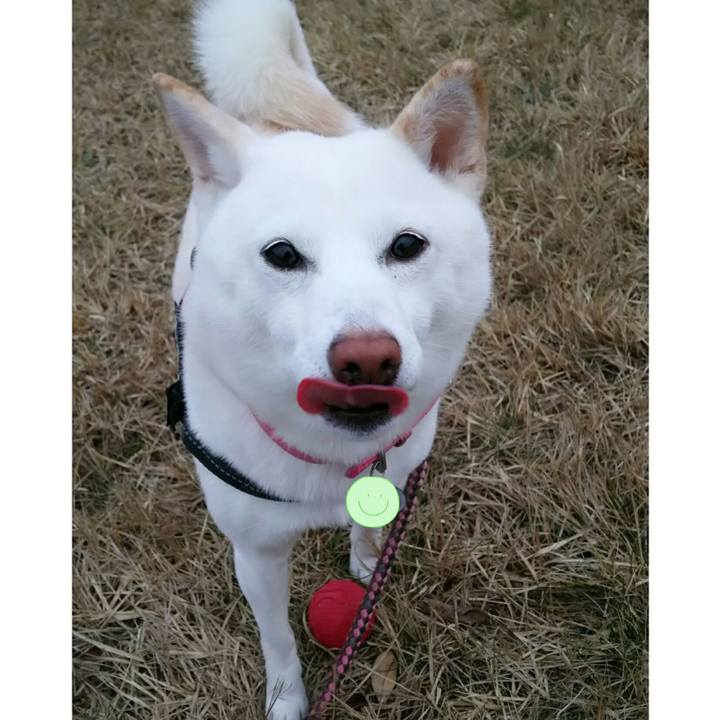 E1330fe9 b514 4be3 9234 309b3a93209a 1521797107140