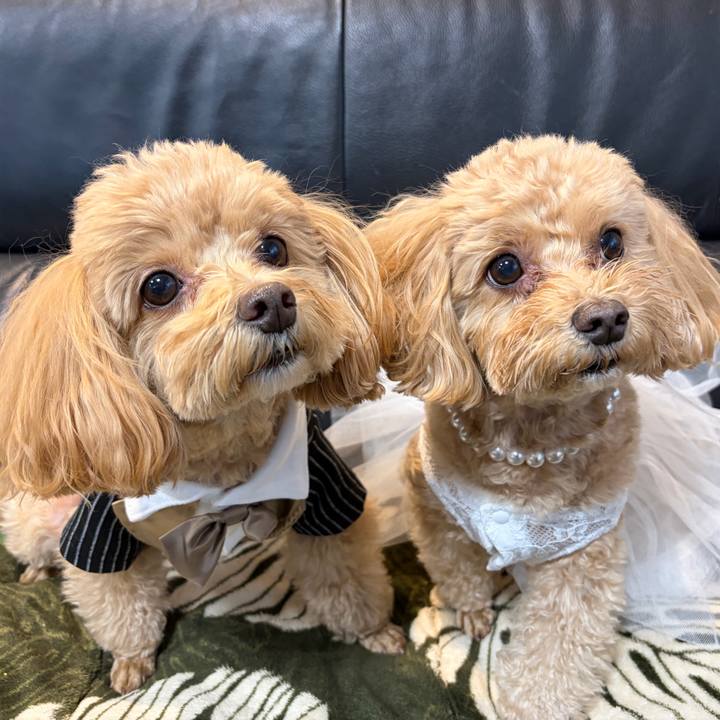 E133504b 5be9 467e 84dd 485c58baa50d 1765875696518