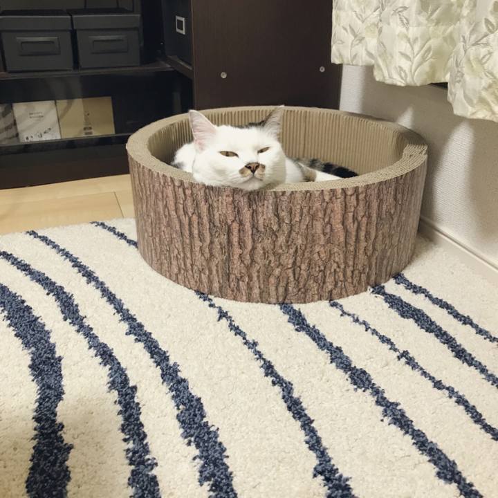 E1339c78 9ad1 4147 9c4d af4f418ed704 1538026980229