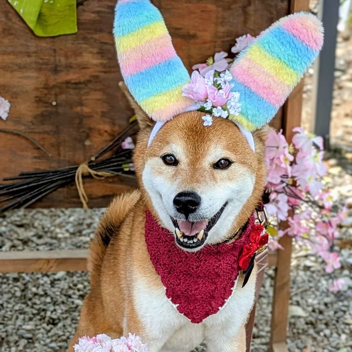 E13c2a0a ad8f 4341 8298 8a69b6f252e7 1744630330836