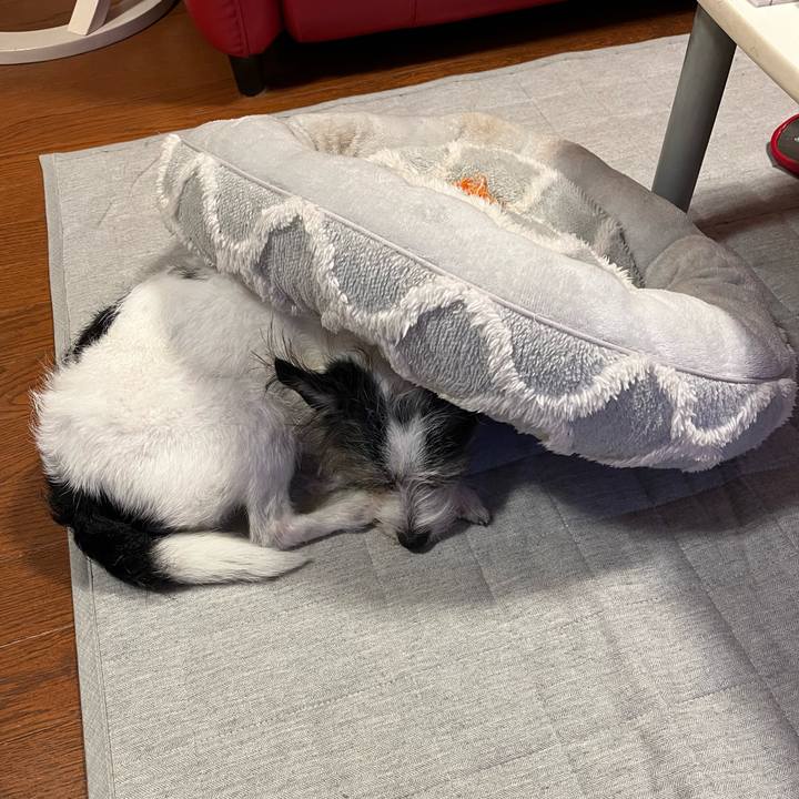 E13d1308 6f1a 4d0e 962b 1eb44b5bacec 1736671833496