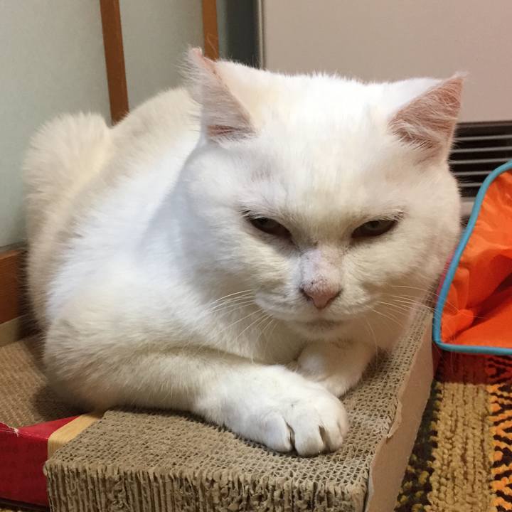 E13e0831 753c 4463 9278 67a01a1415a7 1513095249156