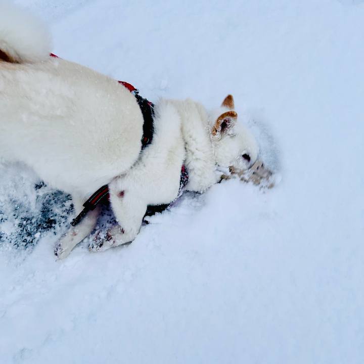 E14386f6 c08c 426d b605 d308714c3c1c 1702248839513