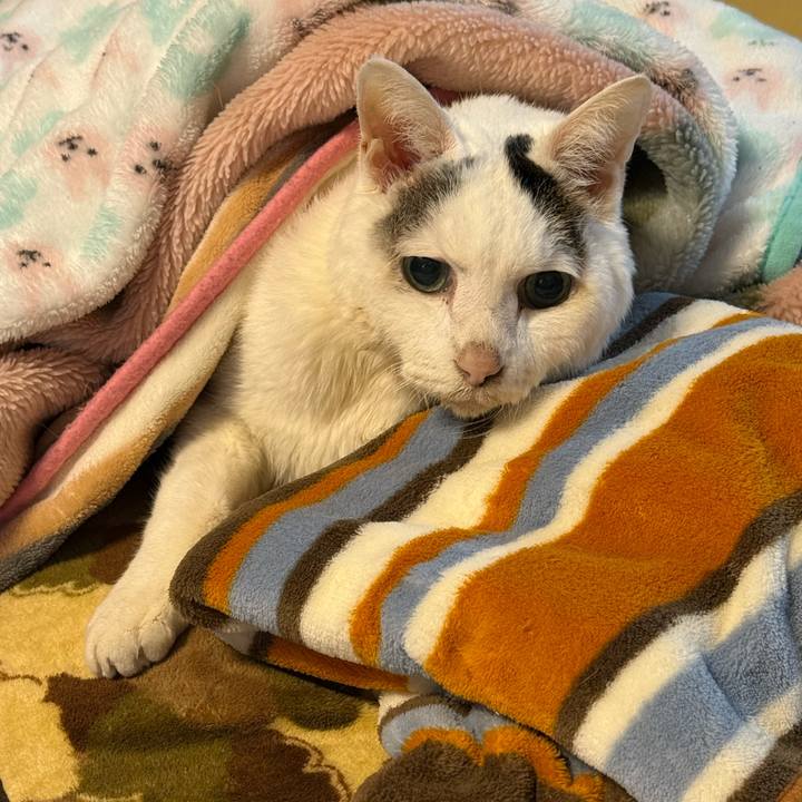 E1463ca5 3ac5 4f47 8a9a 761d8e5c93ae 1770949396099