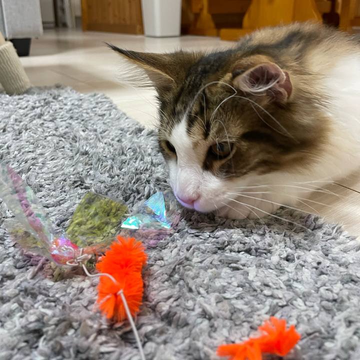 E149c111 2024 4043 af63 bac4684c8a25 1636980529527