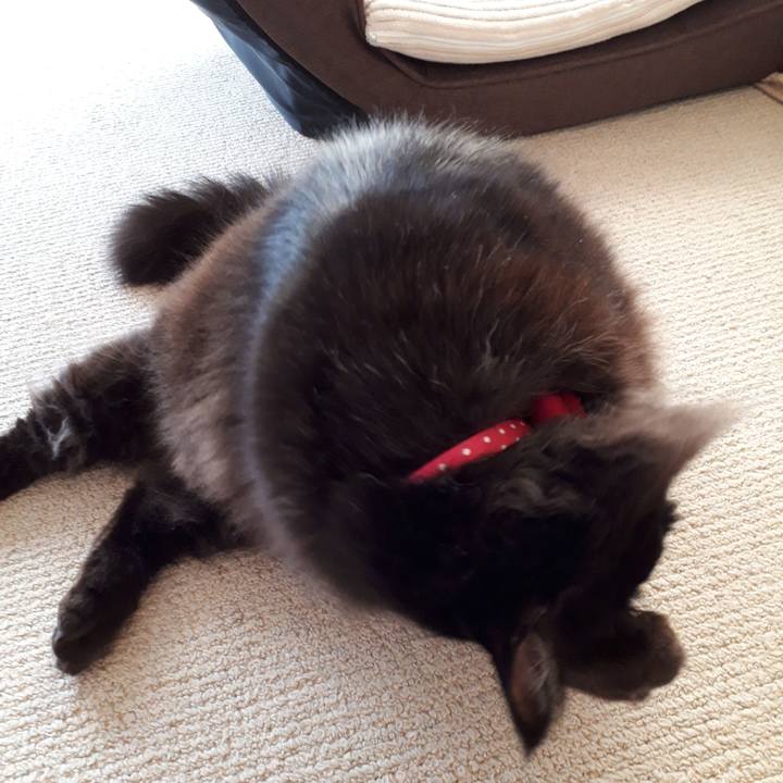 E14ba0b4 f214 49f1 aa6f 8c5030ae8737 1519104929483