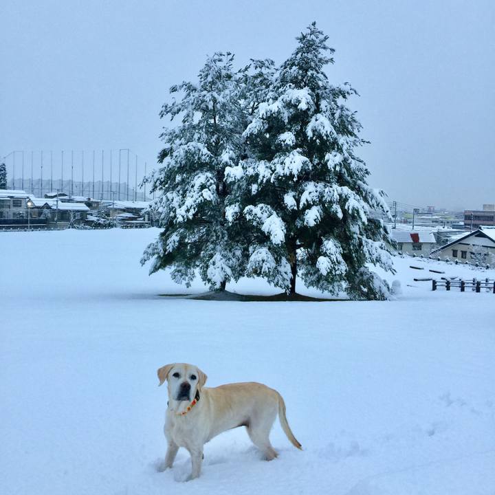 E14d33cb 7f1c 434c 9c83 a7bf6081e92d 1511128567932