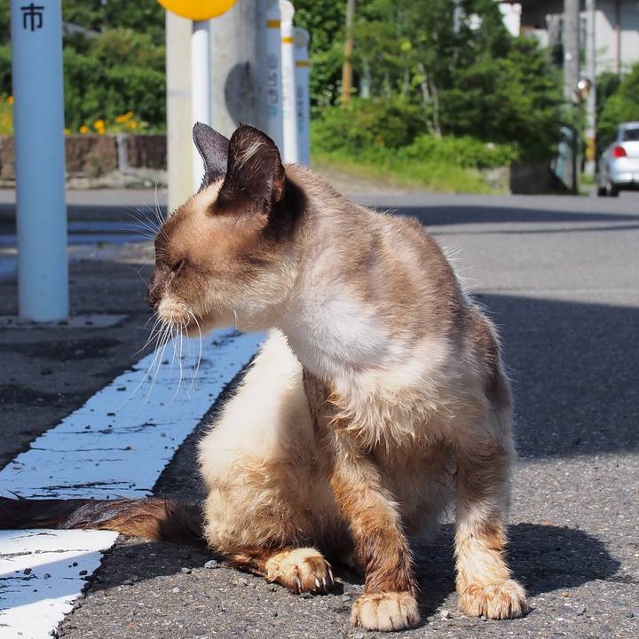 E14ea3b9 965a 4b92 a80e b6843c7a2718 1595169417077