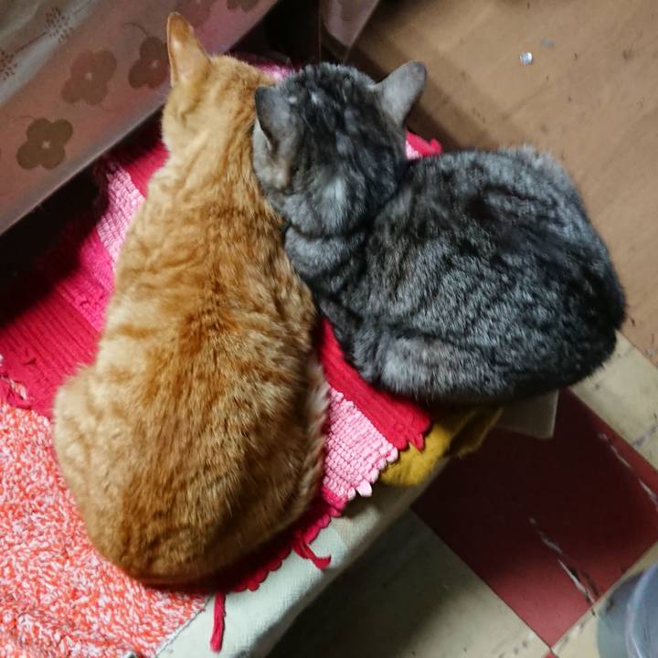 E1521192 e5e1 4bf7 a94a f31f816ca865 1554929283573