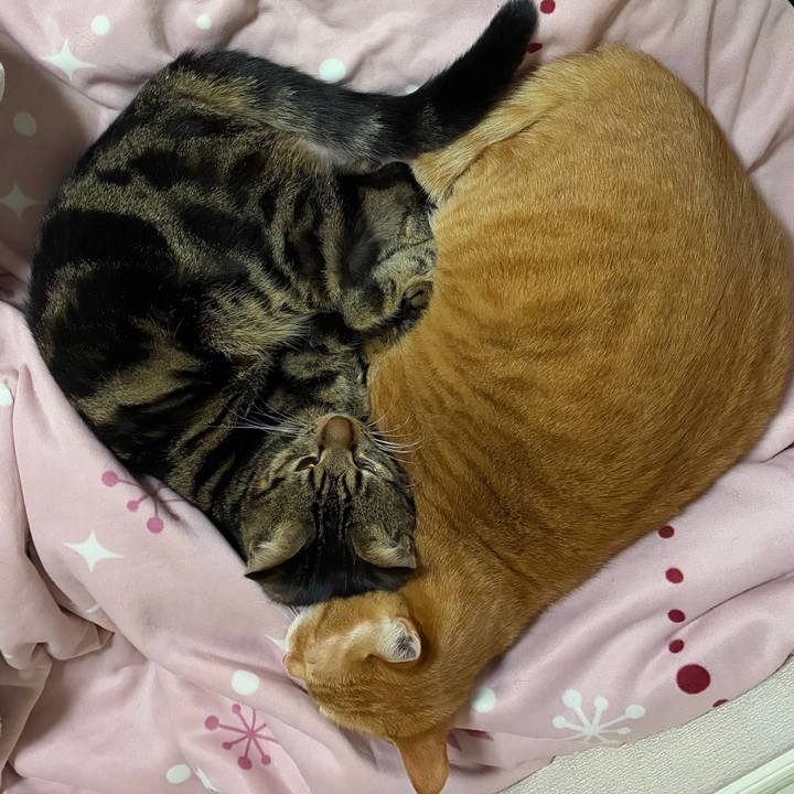 E153122d d844 4fcf 94f5 c9f1c56c2098 1766992436691