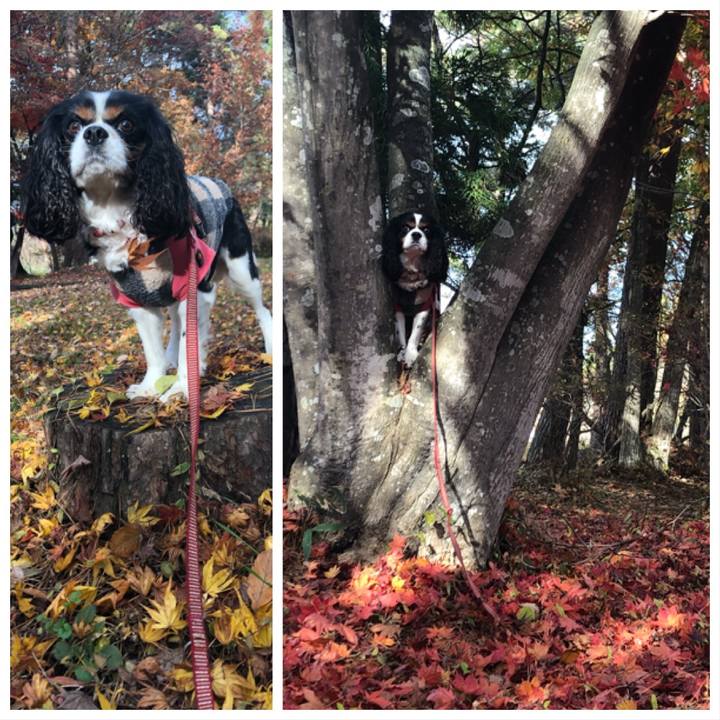 E15779b8 2c4d 456c ab01 88bcc3a4b4ac 1542030230724