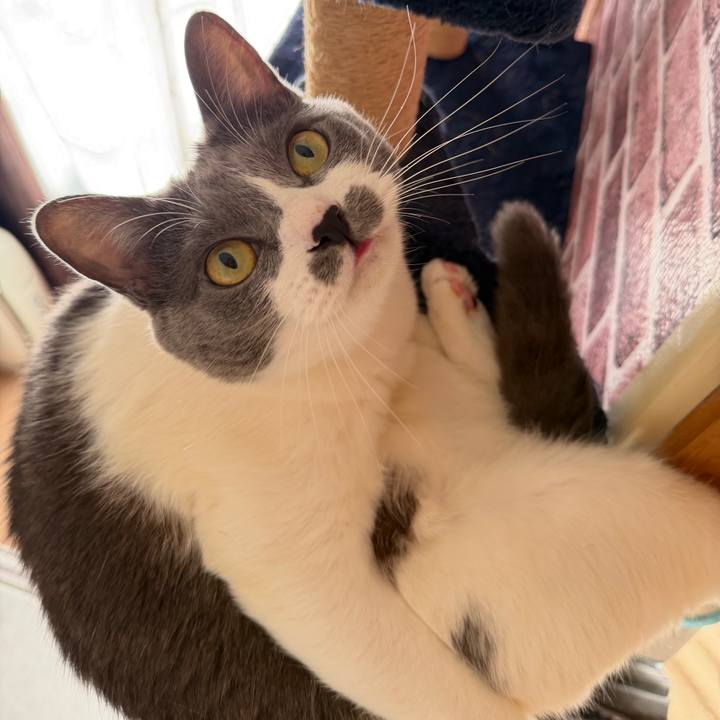 E158a78e 4963 4266 a2cc a8fca3f3b77a 1762387515461