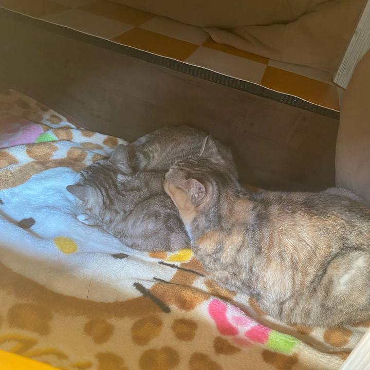 E15b5e32 1438 44a8 8ac6 425e091b76de 1707697759348