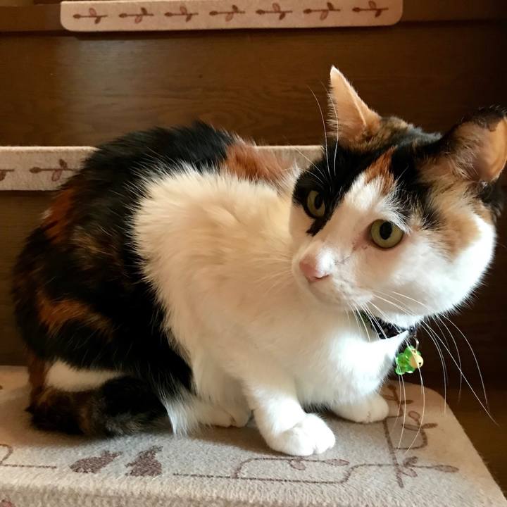 E15b6509 c94e 46db 9440 bee47312c003 1547639379708