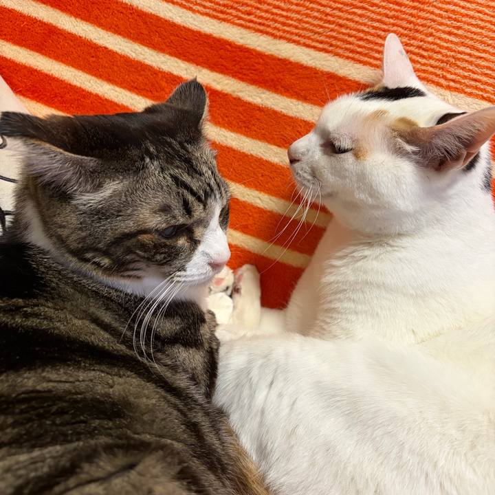 E15c966a 8891 406e a5c8 ee5370ad5cc8 1771246658976