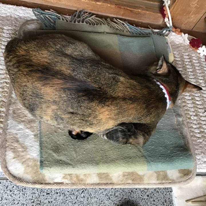 E15d87d2 5bee 4a05 bdb8 e96696626aad 1587540485974