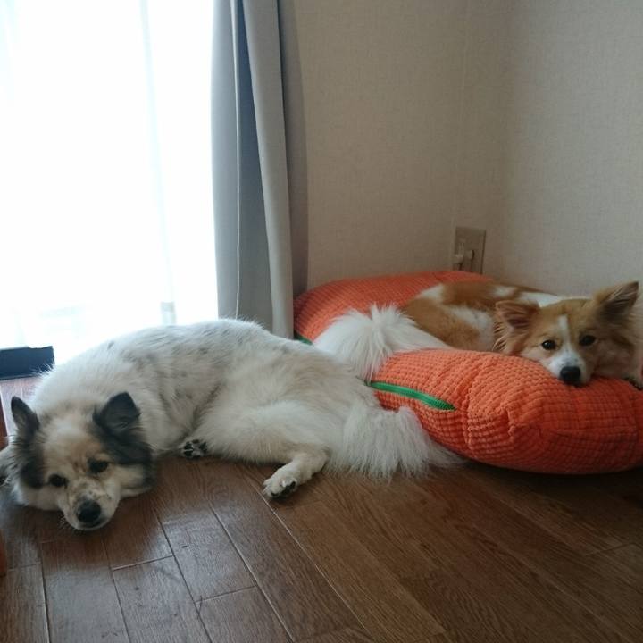 E15e1e13 f51d 445a a252 b231f571f03d 1531740114515