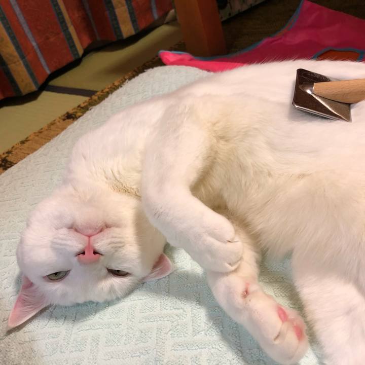 E16059d3 93fd 4d08 93bb 9e99fb61f2f4 1543073845490