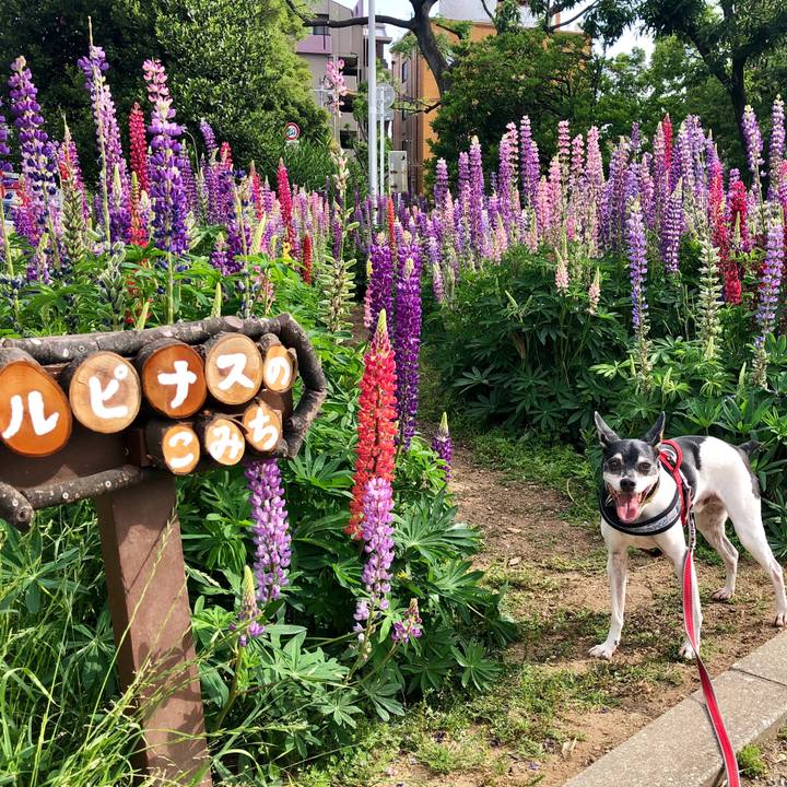 E16321f5 82b6 4a53 bda2 c9a06b1c10f3 1558135873544