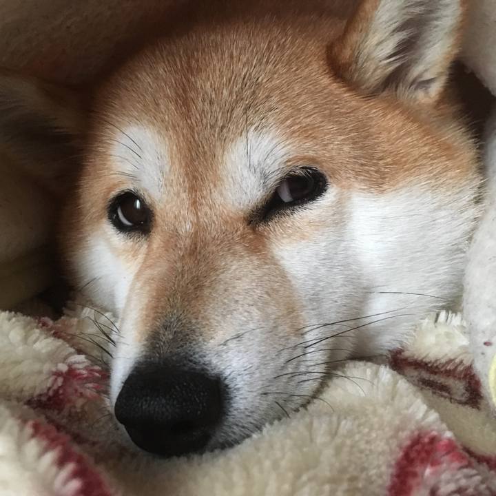 E163d499 b234 459a bceb b204541131fa 1542852618673