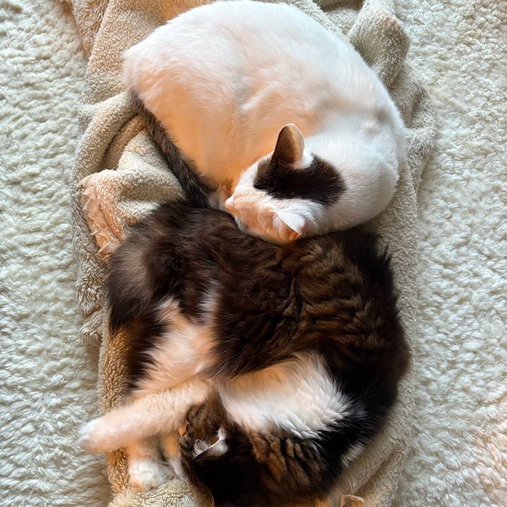 E1687971 20b3 4ea7 b327 40a44eef8e7e 1739142896950