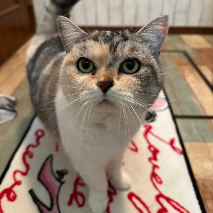 E1691808 45bc 4ef9 adeb 6b7e4e7812f1 1711378500665