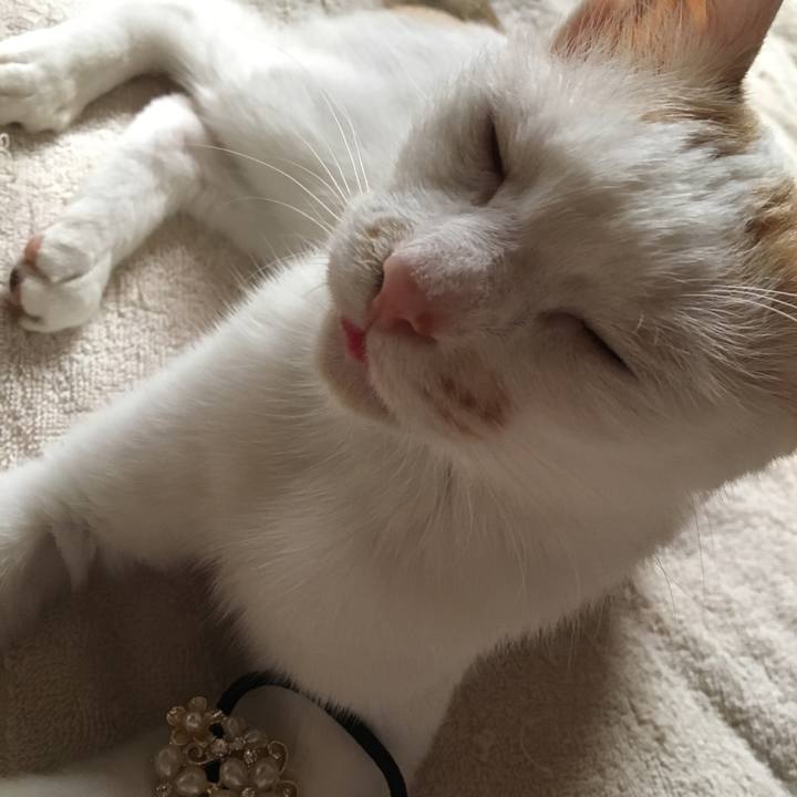 E16a1a0f 371a 436a a5d0 5d9a29347dd5 1533338237774