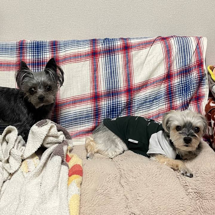 E16a3307 89e6 48d2 9862 2c5634c987d1 1774012540946