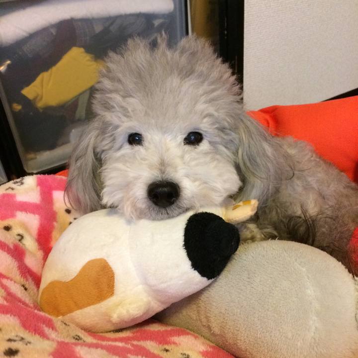 E16a602d d5e7 42e7 a5f1 66d2046d60d0 1511477488022