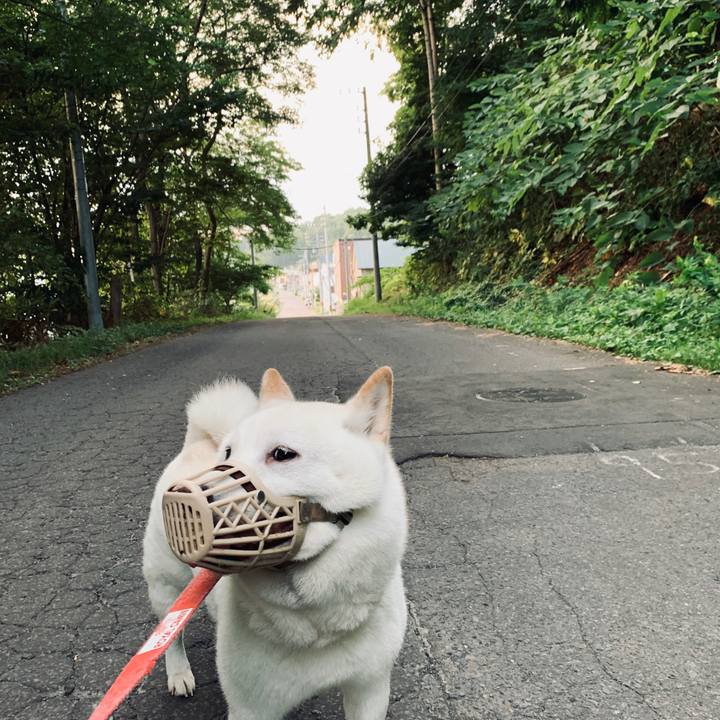 E16a90d6 ea26 42c9 bc39 98b3fd37eb9f 1597785729721