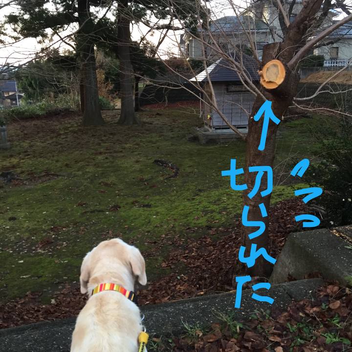 E16aa6a3 68f7 444f 933a 249353643a1a 1512338800438