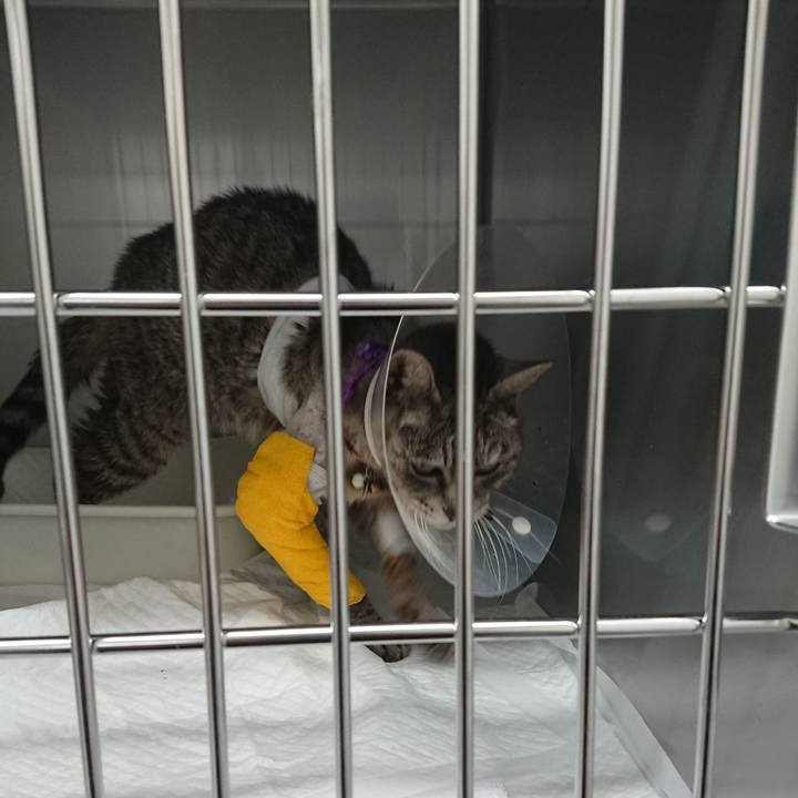 E16b2d87 c694 4362 99cb 6731b00c32b8 1586334339090