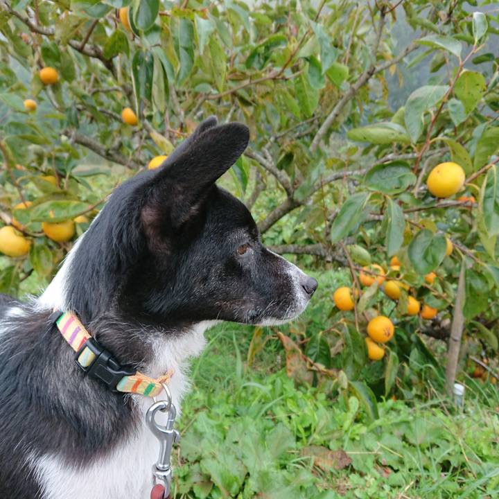 E16c563d 25ac 48a9 9bad 1583b79bc817 1539646408386