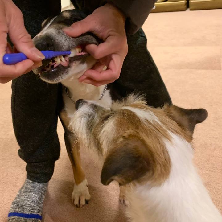 E16c65d5 15c0 4a97 bcaf cf0d638c3c2c 1585394670936