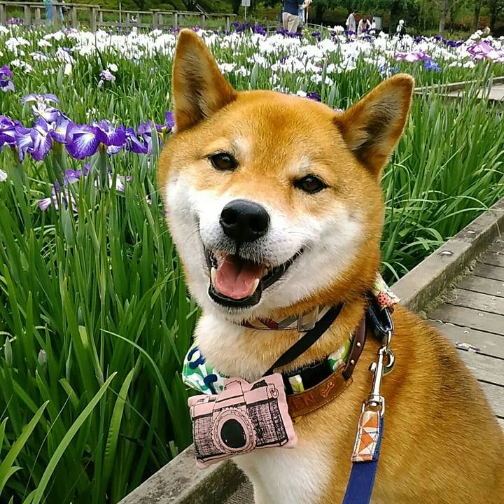 E16de681 703b 4bc2 abcf bfadfeed3e8a 1559458717214