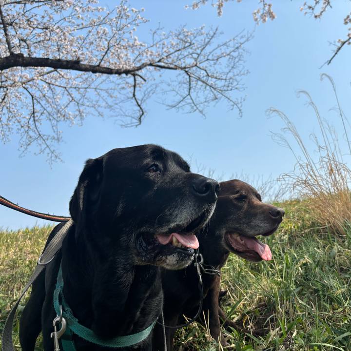 E173797d 109c 43ed 90d5 6371f7668b14 1774868300287